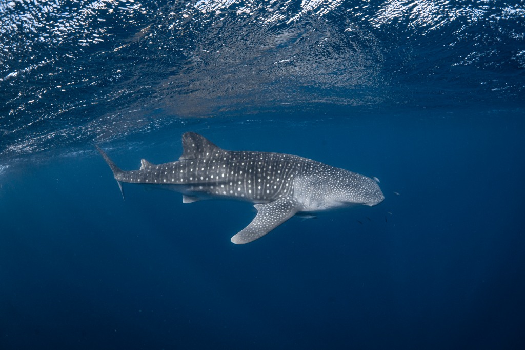 Whale Shark. Pic by Daniel Browne of Coral Bay Eco Tours